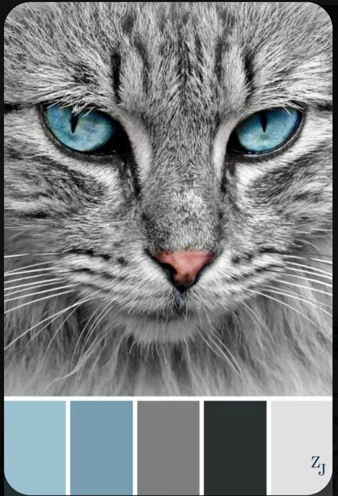 Here Kitty Kitty, Gray, bright blue superwash merino wool