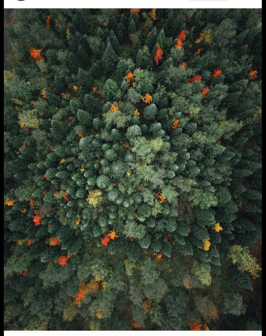 Enchanted Forest, all the green love, DK and fingering