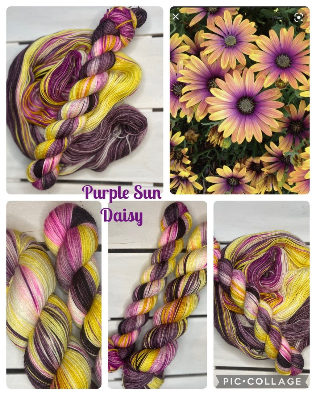 Purple Sun Daisy, DK, purple, yellow, pink superwash merino wool